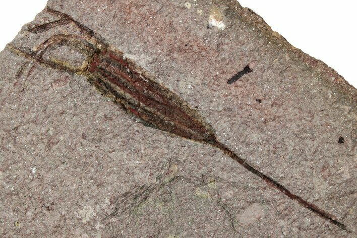 Fossil Eocrinoid (Ascocystites) - El Kaid Rami, Morocco #305146